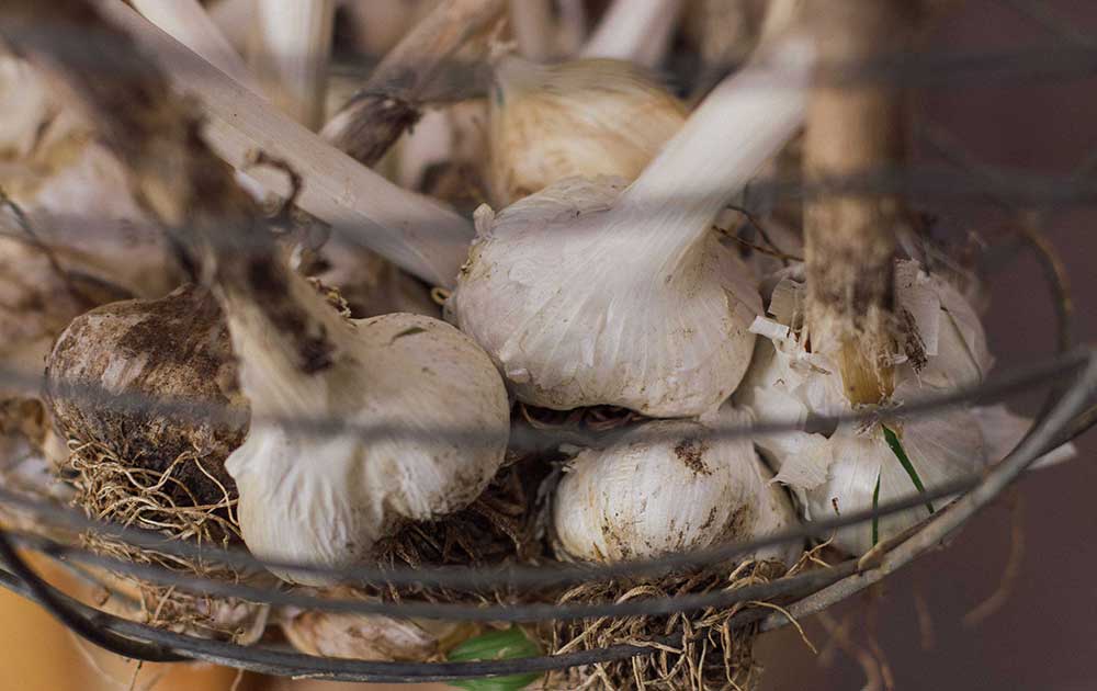 Home grown garlic form the gardens of Abide Wellness retreat